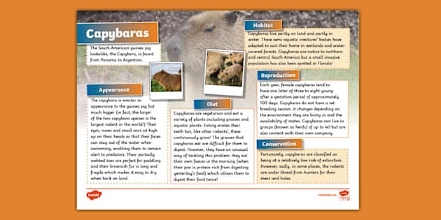 Capybara facts worksheet for second graders exploring their habitat and behavior