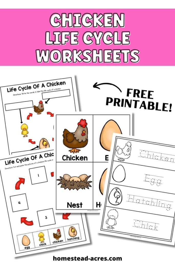 Exploring chicken life stages through integers and rational numbers for young learners Second Grade worksheet on a chicken's life cycle with vocabulary and math concepts