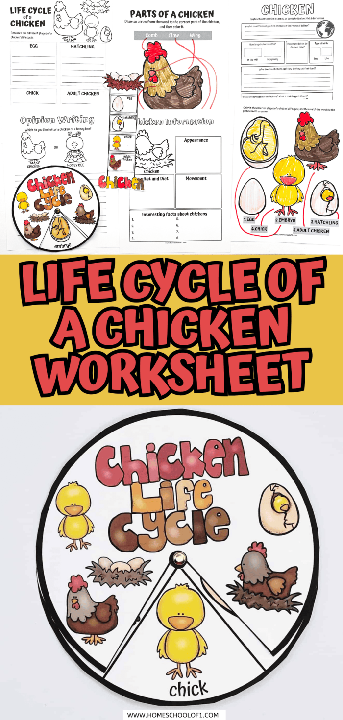 A Chicken's Life Cycle worksheet focused on integers and rational numbers concepts Illustration of the stages in a chicken's life cycle for second grade math vocabulary
