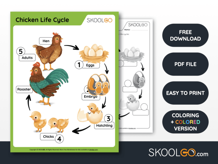 Life cycle of a chicken learning worksheet for second graders with integers and rational numbers focus Second grade worksheet on a chicken's life cycle featuring vocabulary and math concepts