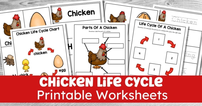 Illustration of chicken development for integers and rational numbers lesson in grade 2 Second grade worksheet showing stages of a chicken's life cycle with vocabulary words