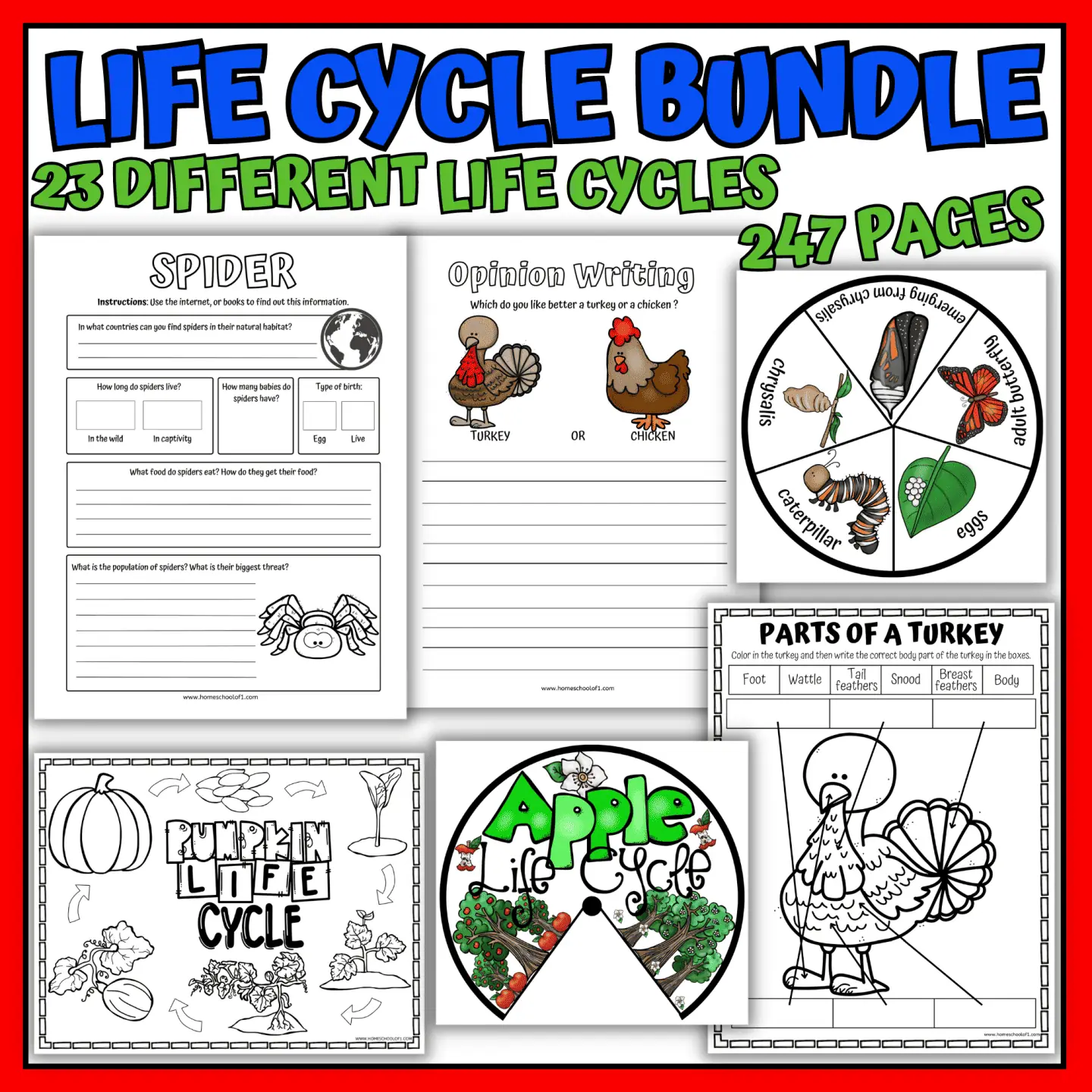 A Chicken's Life Cycle educational worksheet for second graders focusing on academic vocabulary and life science concepts Second grade worksheet showing the stages in a chicken's life cycle with vocabulary activities