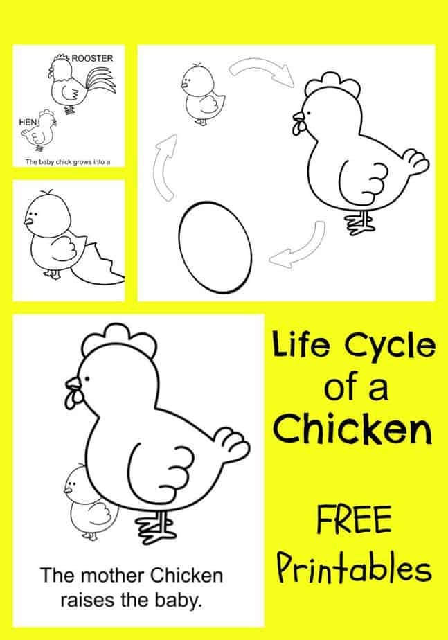 Educational worksheet on chicken life cycle focusing on integer and rational number concepts for grade 2 students Second Grade worksheet illustrating the stages in a chicken’s life cycle with vocabulary terms