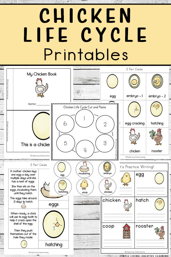 Educational worksheet 20 focused on chicken life cycle and academic words for second graders Second-grade worksheet showing stages of a chicken's life cycle with vocabulary practice