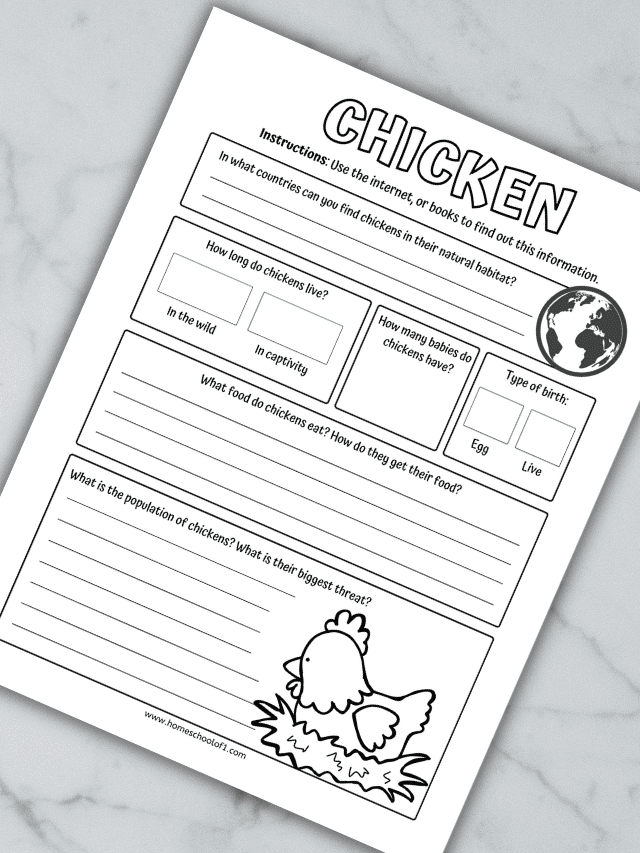 Educational worksheet exploring chicken life cycle and key terms for young learners, image 11 Second grade worksheet on the stages of a chicken's life cycle with vocabulary focus