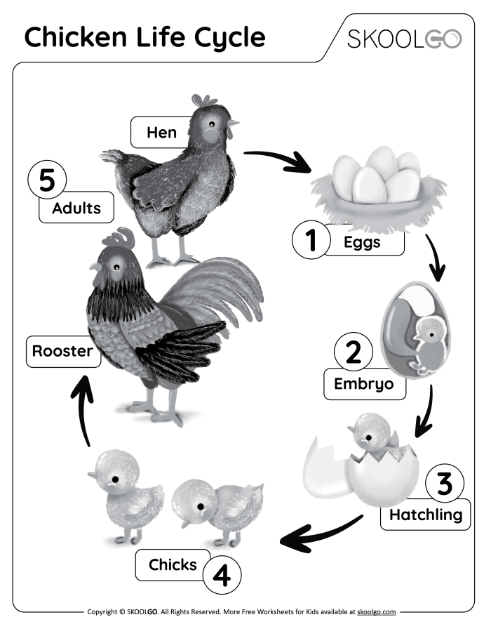 Exploring chicken life cycle vocabulary in a fun second grade worksheet Second grade worksheet on the stages of a chicken's life cycle with vocabulary exercises