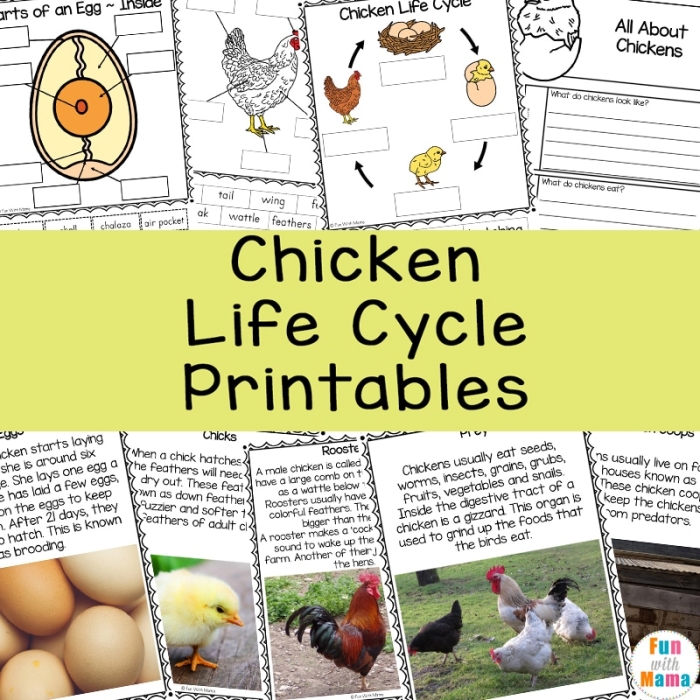 Second grade educational worksheet on chicken life cycle and academic vocabulary skills A second grade worksheet illustrating the stages in a chicken's life cycle with vocabulary focus