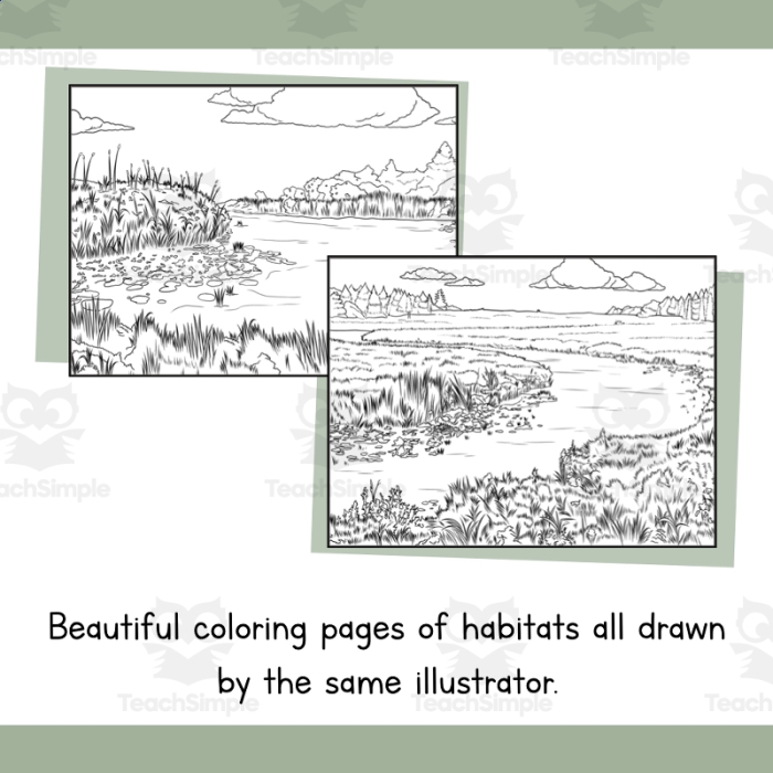 Freshwater Habitat worksheet for second graders to color and explore aquatic life Coloring page of a vibrant freshwater habitat featuring frogs, turtles, ducks, and dragonflies for kids to learn about ecosystems