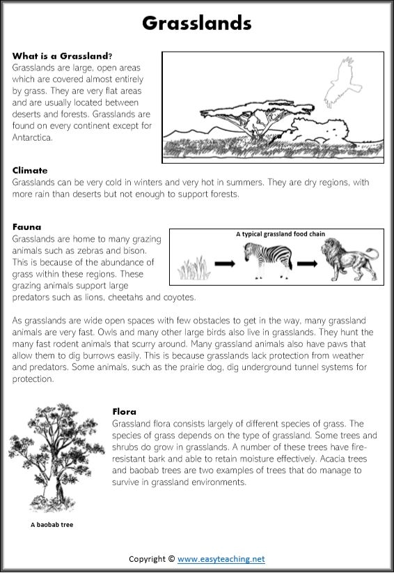 Educational worksheet titled "What Is a Biome?" designed for fourth graders to explore Earth’s diverse ecosystems. Colorful illustration of various biomes, highlighting ecosystems like deserts, forests, and wetlands for a fourth-grade worksheet.