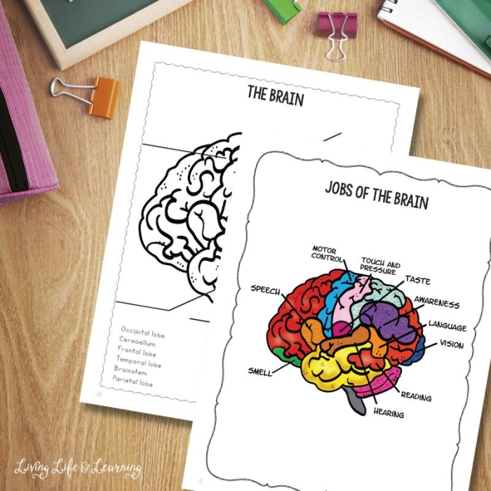 Illustration of a colorful brain with labeled sections for a fourth grade geometry worksheet
