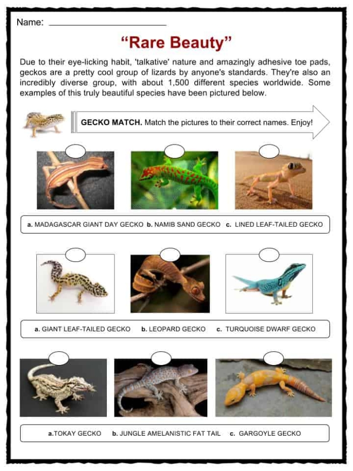 Engaging reading and writing activity on geckos for young learners Colorful worksheet featuring fun facts about geckos for second graders