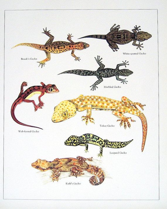 Engaging reading and writing activity about geckos for kids Colorful worksheet featuring fun facts about geckos for second graders