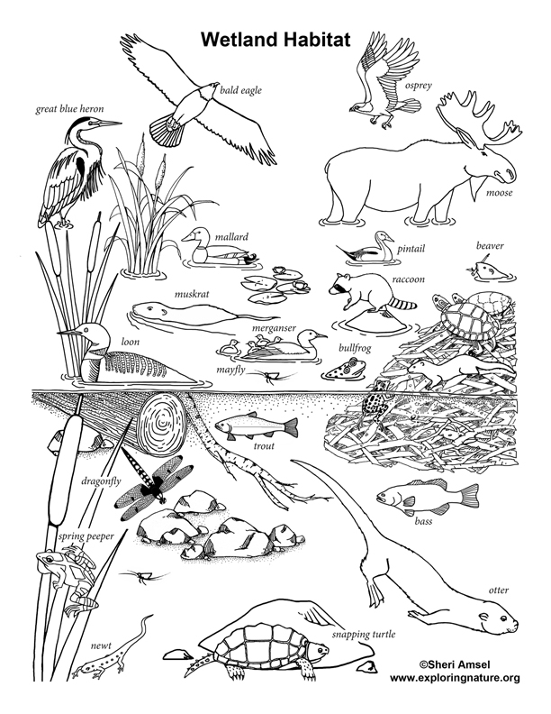 Algebra worksheet for Second Grade Coloring page featuring a vibrant freshwater habitat with frogs, turtles, ducks, and dragonflies for kids. Freshwater Habitat Worksheet for Second Grade Algebra Activities