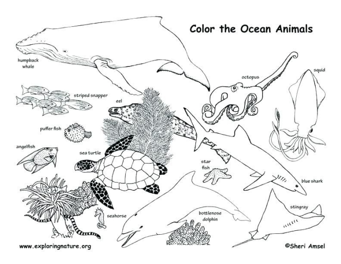 Algebra worksheet for Second Grade Coloring page showcasing a vibrant freshwater habitat with frogs, turtles, and ducks for kids to enjoy. Freshwater Habitat worksheet for second graders to learn about ecosystem preservation.