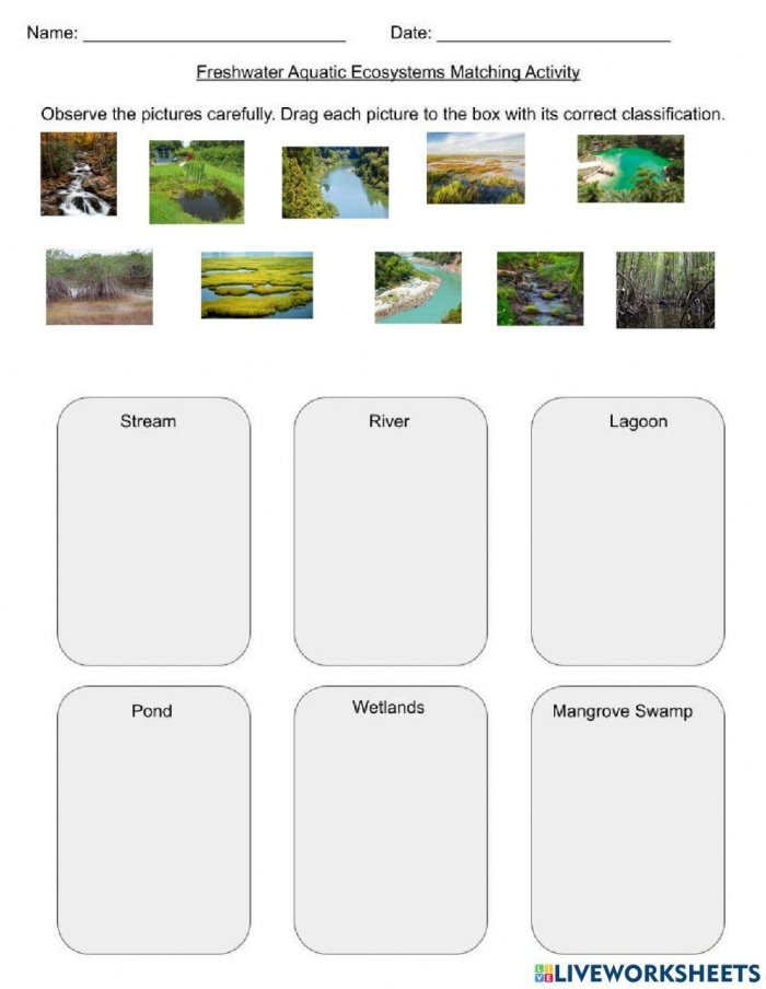 Algebra worksheet for Second Grade Coloring page featuring a vibrant freshwater habitat with frogs, turtles, ducks, and dragonflies for kids. Freshwater Habitat Worksheet for Second Grade Algebra Learning.