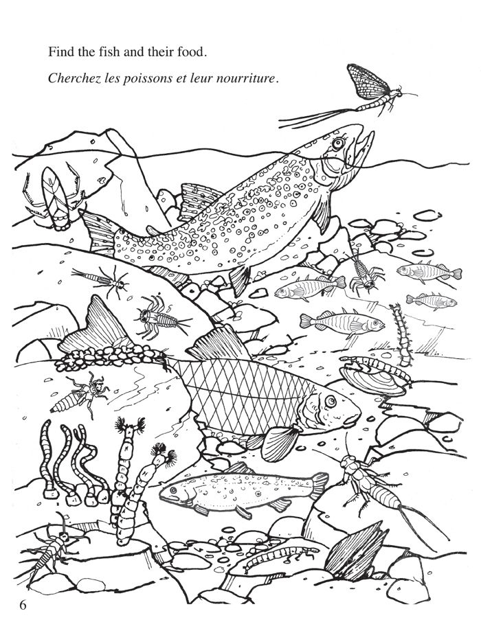 Algebra worksheet for Second Grade Coloring page featuring a vibrant freshwater habitat with frogs, turtles, ducks, and dragonflies for kids. Freshwater Habitat Worksheet for Second Grade Algebra Activities.