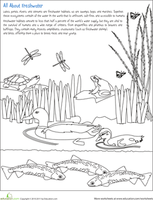 Freshwater Habitat worksheet encouraging children to learn about ecosystem preservation through art. Coloring page featuring a vibrant lake habitat with frogs, turtles, ducks, and dragonflies for kids to color.