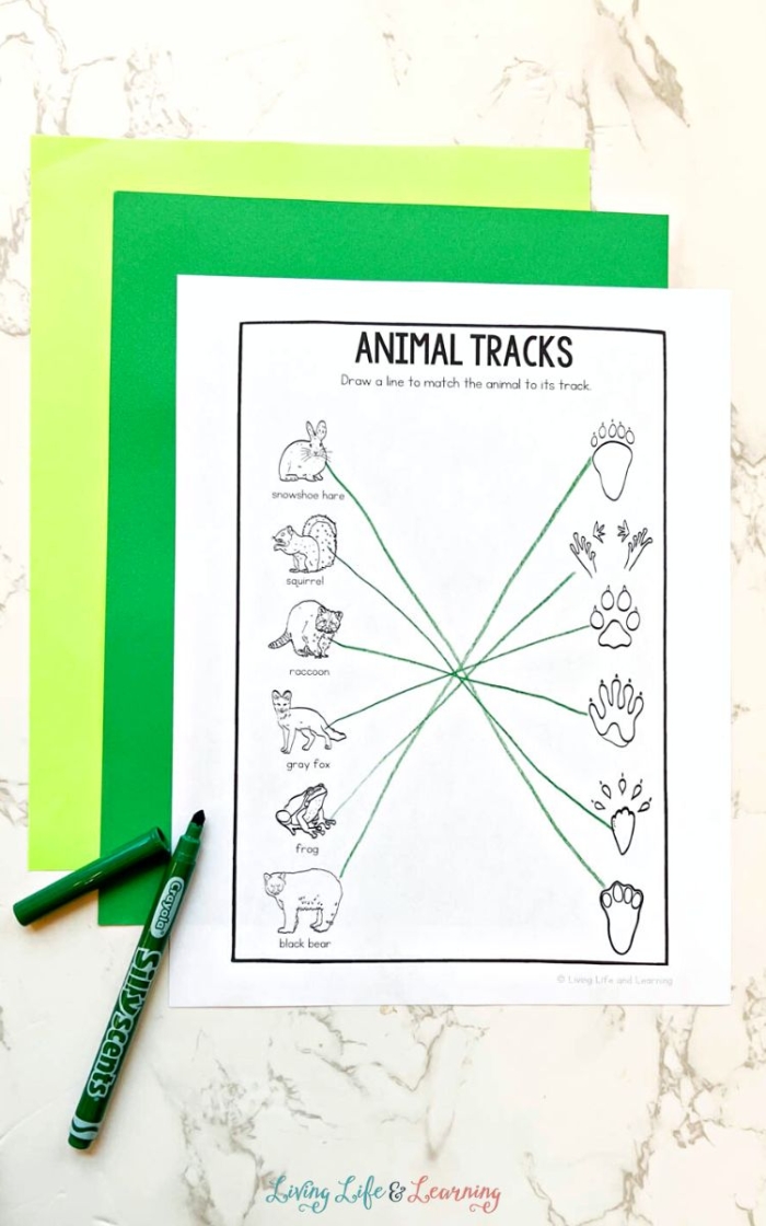 Third grade worksheet on North American animal tracks focusing on decimals and observation skills