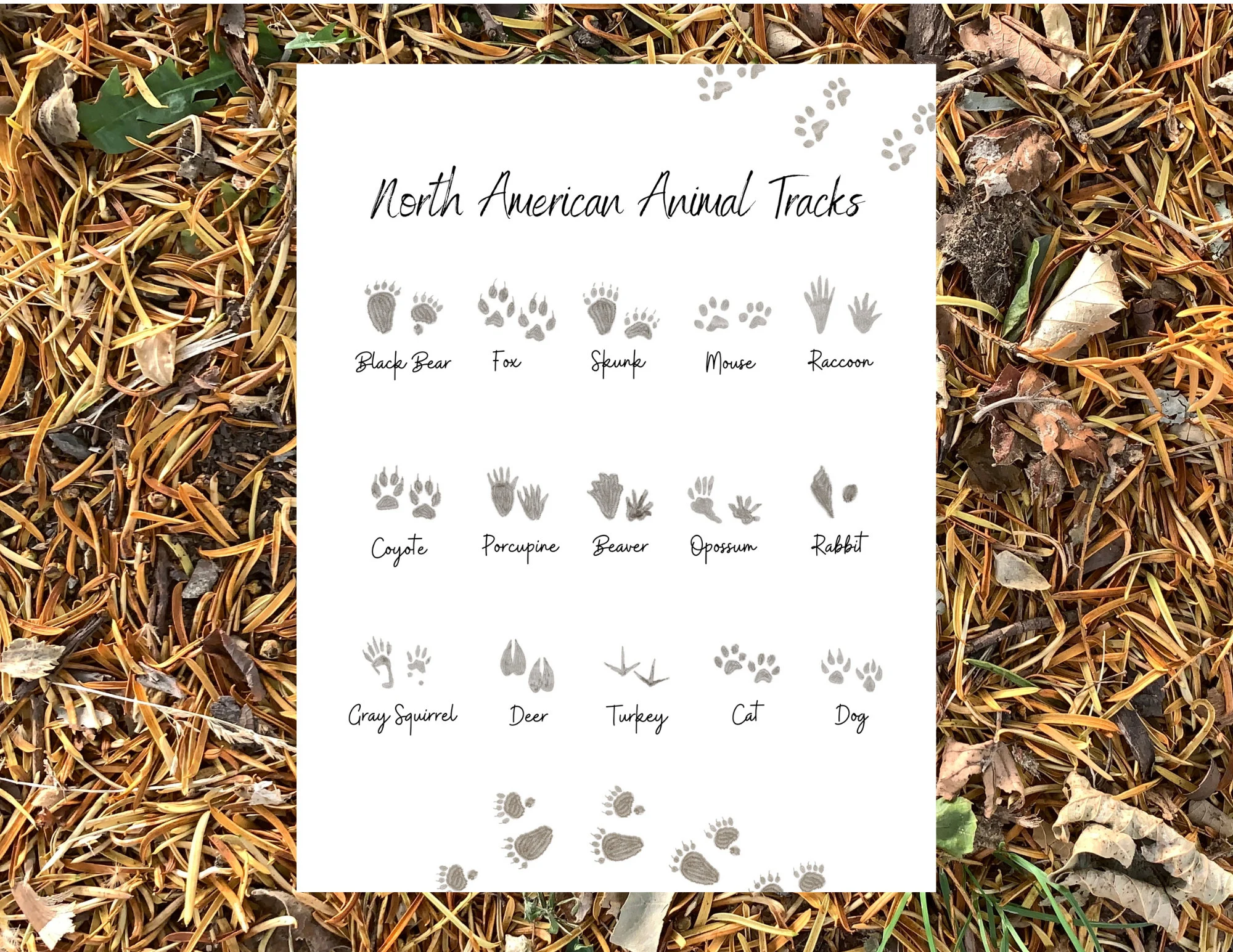 Third grade worksheet showing North American animal tracks for decimal practice
