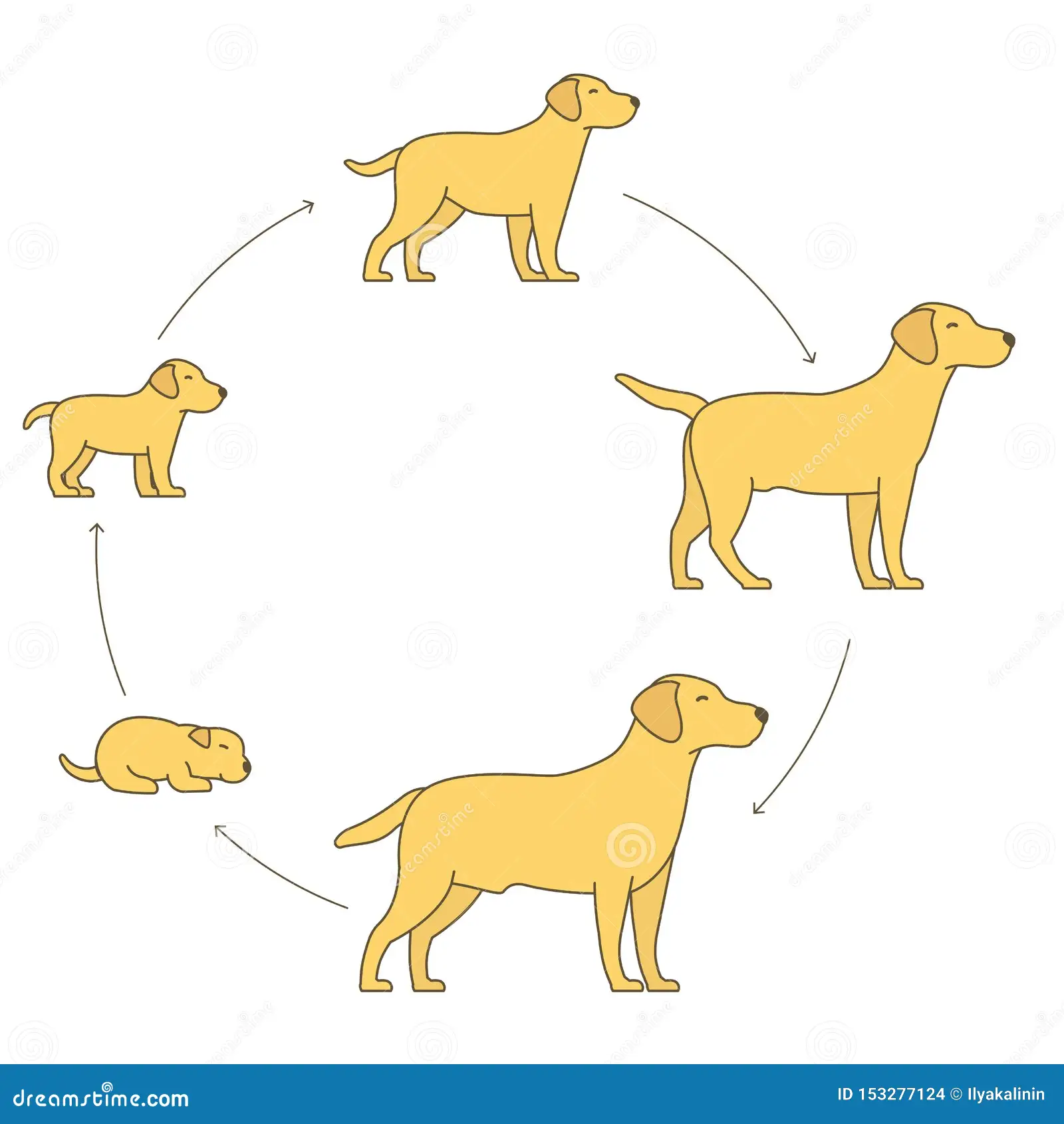 First Grade Multiplication Dog Life Cycle Coloring Sheet number 11 Color the Life Cycle of a Dog worksheet for first graders to learn and color each stage