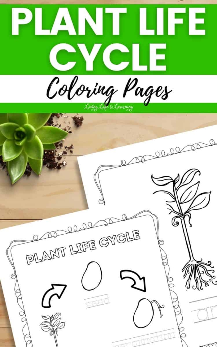 Color and discover the dog life cycle with this educational worksheet for kids First Grade worksheet showing the stages of a dog's life to color and learn