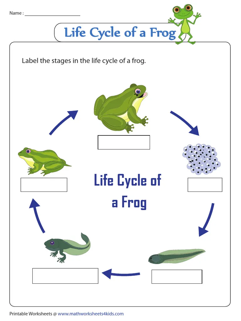 Life cycle of a dog coloring sheet designed for young learners Coloring worksheet showing the stages in a dog's life cycle for first graders