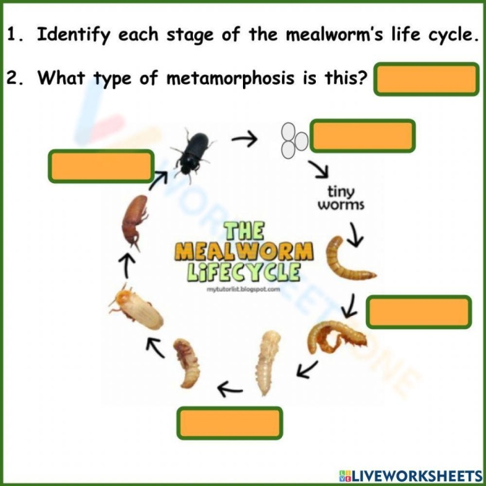 First Grade Multiplication Activity: Dog Life Cycle Coloring Sheet Image 2 Color the Life Cycle of a Dog worksheet for first graders with stages to color and label