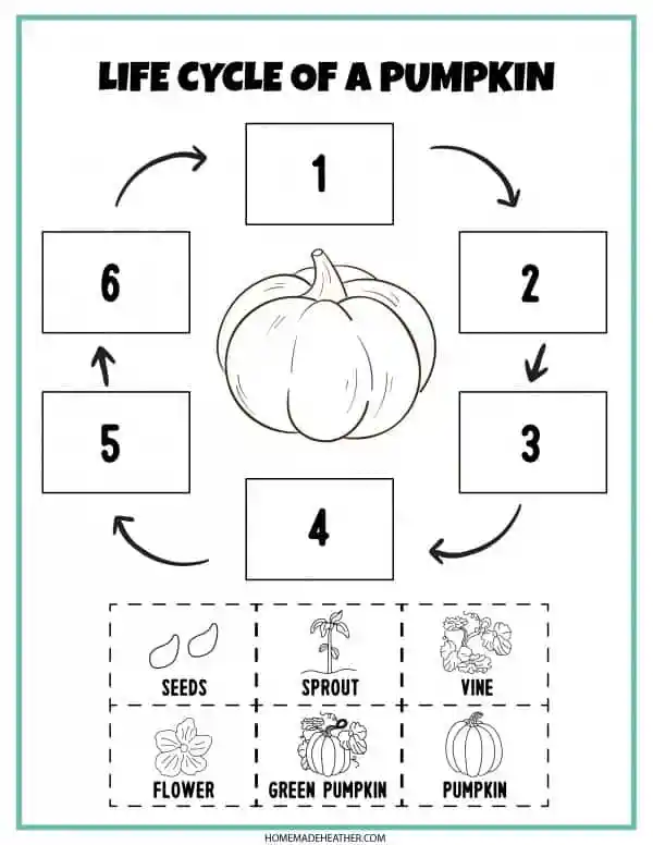 Educational dog life cycle coloring sheet for multiplication practice in grade one, image 20 Color the Life Cycle of a Dog worksheet featuring stages from puppy to adult for first graders