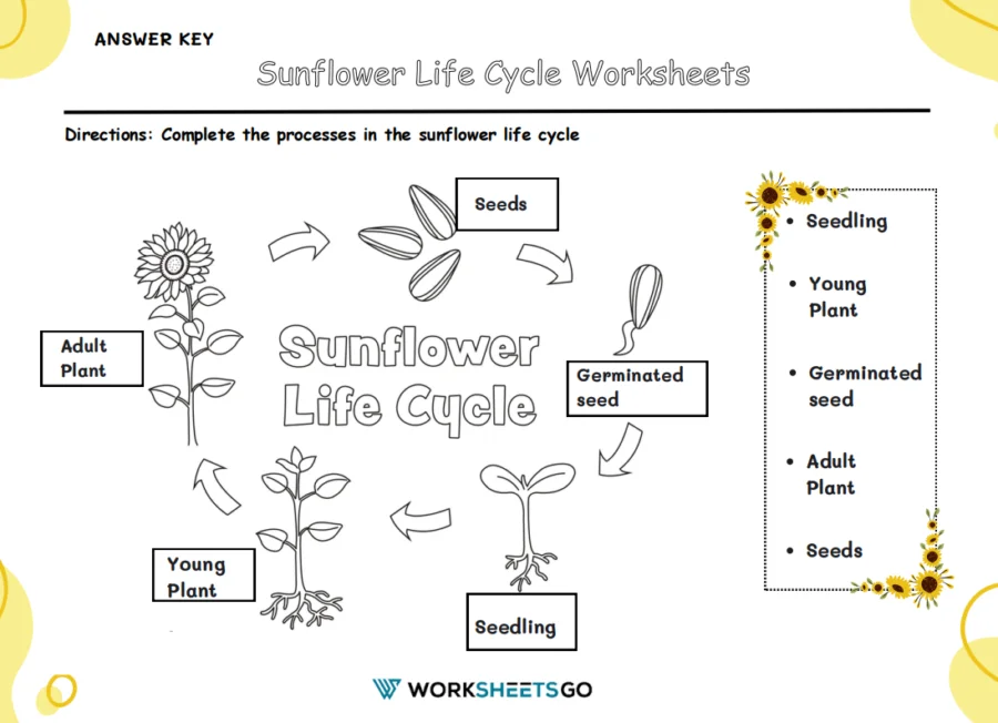 Color the Life Cycle Dog worksheet for young learners to explore dog growth stages through coloring First Grade multiplication worksheet showing the stages of a dog’s life to color and learn