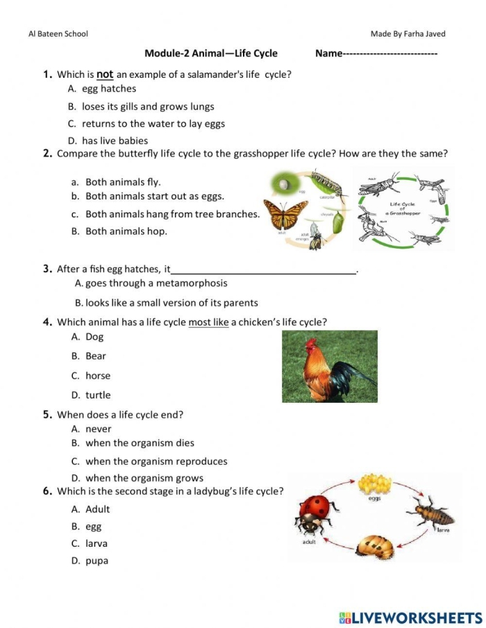 Color the Life Cycle Dog activity for young learners in multiplication category First Grade worksheet showing stages of a dog's life to color and learn