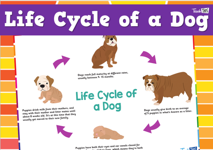 Educational coloring sheet showing dog life cycle stages for first grade multiplication learners Color the Life Cycle of a Dog worksheet featuring stages from puppy to adult for first graders