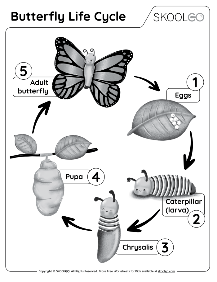 Color the Life Cycle of a Dog educational coloring sheet for kids number 7 First Grade worksheet showing the stages of a dog’s life to color and learn