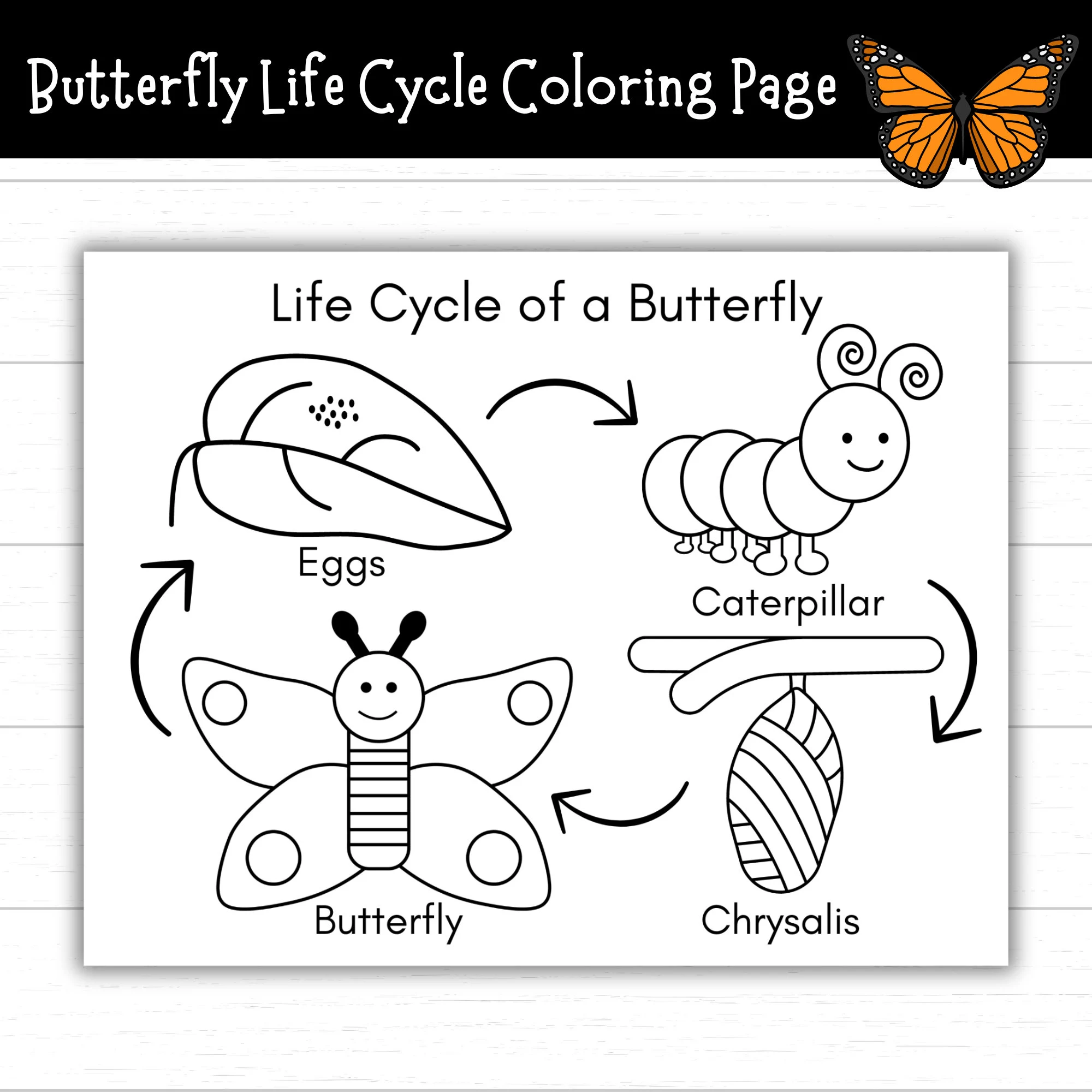 Color the Life Cycle of a Dog educational worksheet for young students number 8 First Grade multiplication worksheet featuring a dog life cycle coloring activity for learning