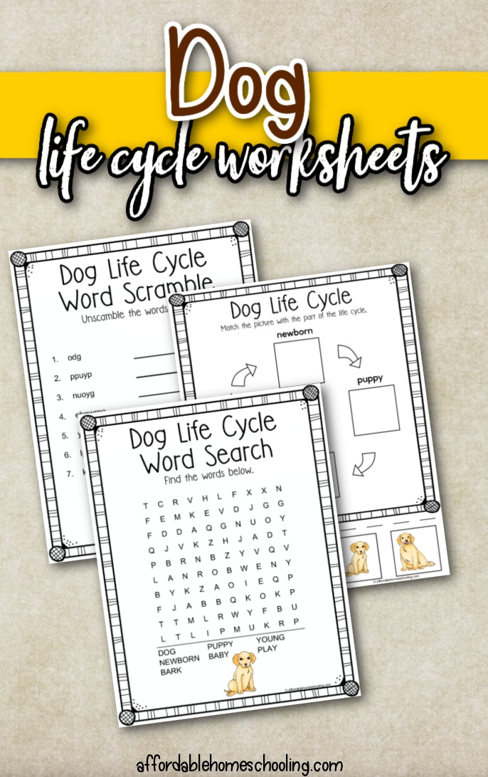 Life cycle of a dog coloring activity for young learners on worksheet nine Colorful worksheet showing the stages of a dog's life for first grade multiplication