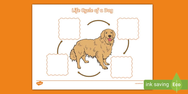 First Grade Multiplication worksheet on the dog's life cycle with coloring activities, image 14 Color the Life Cycle: Dog worksheet showing stages of a dog's growth for first graders