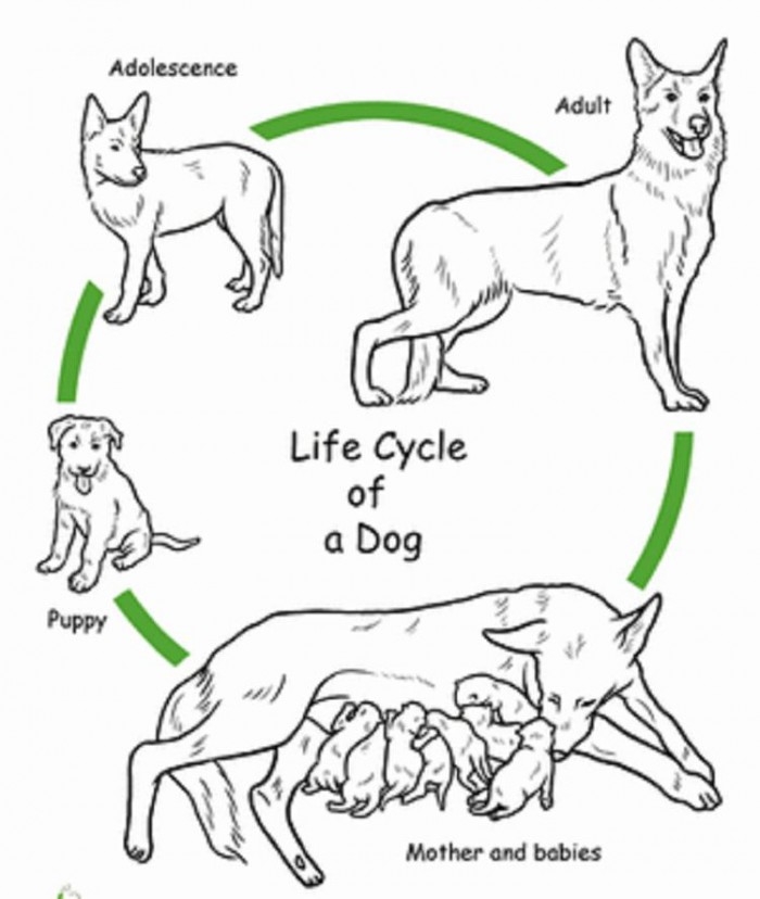 Dog life cycle coloring activity for grade one students to learn and multiply skills Color the stages of a dog's life cycle with this fun worksheet for first graders