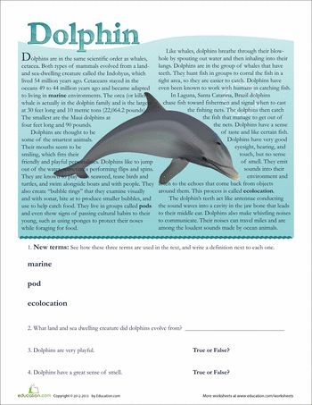 Fifth grade students exploring dolphin evolution and behavior on a worksheet