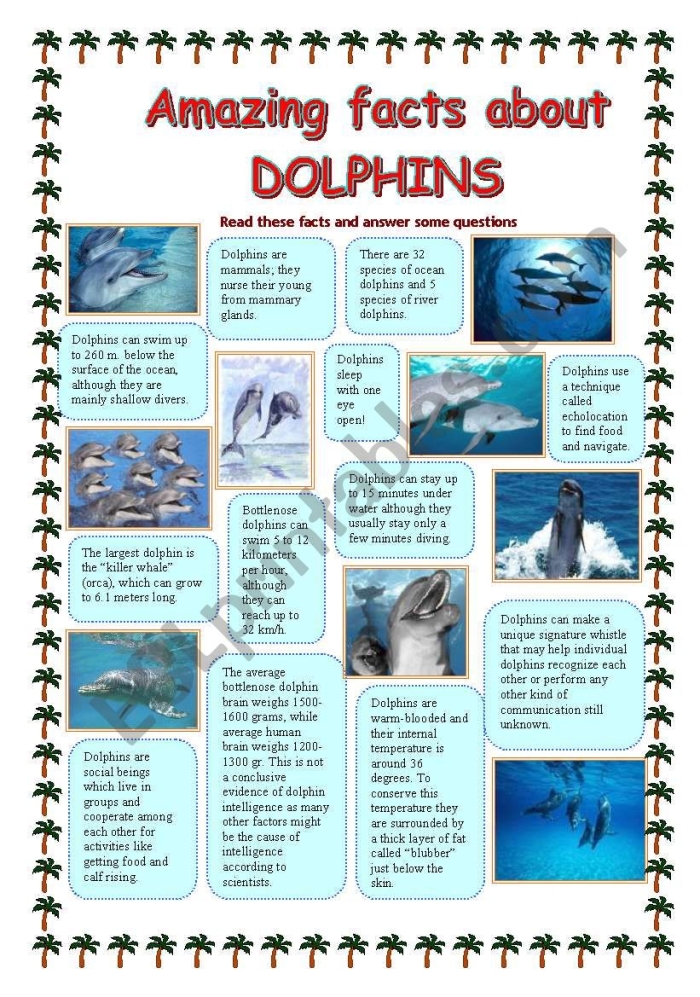 Fifth grade phonics worksheet featuring dolphin facts about evolution and behavior