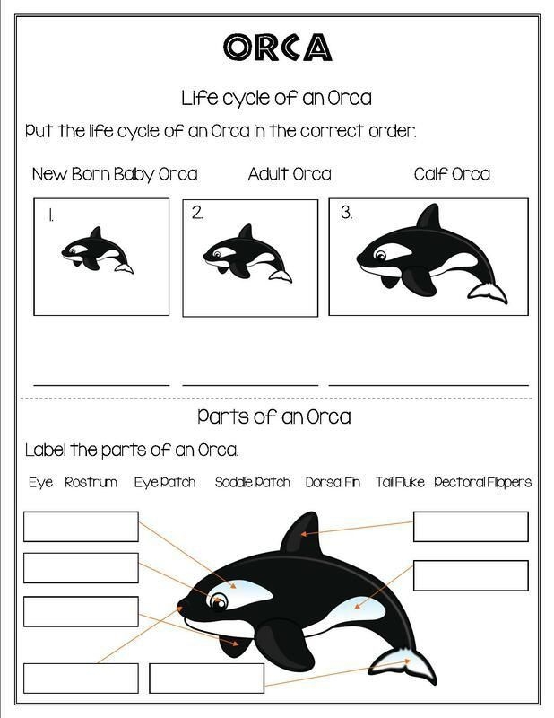 Fifth grade phonics worksheet featuring dolphin facts about their behavior and evolution