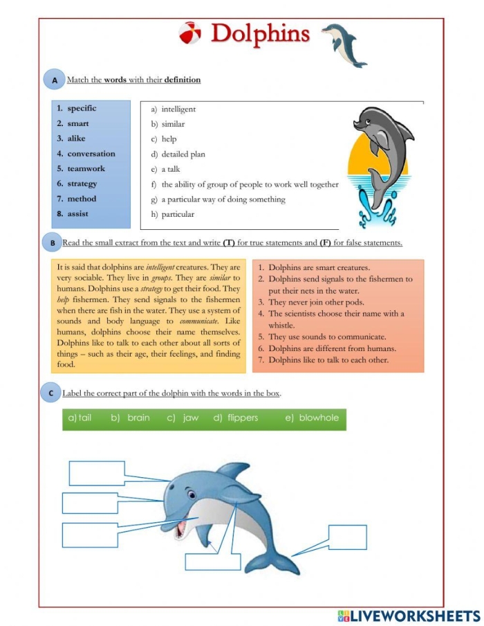 Fifth grade phonics worksheet featuring dolphin facts about evolution and behavior