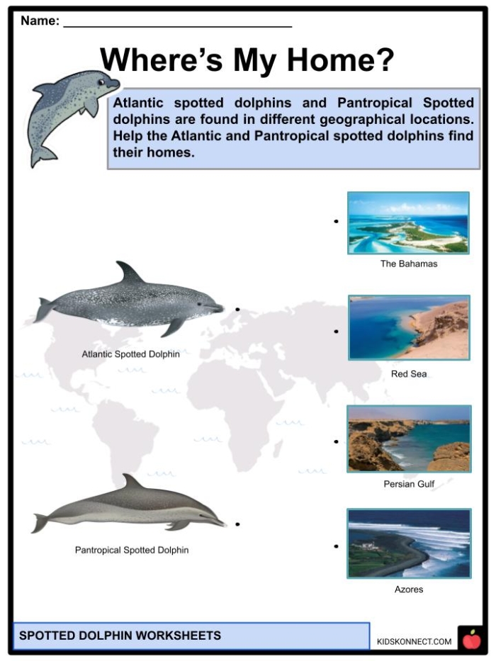 Fifth grade phonics worksheet about dolphin facts covering evolution and behavior