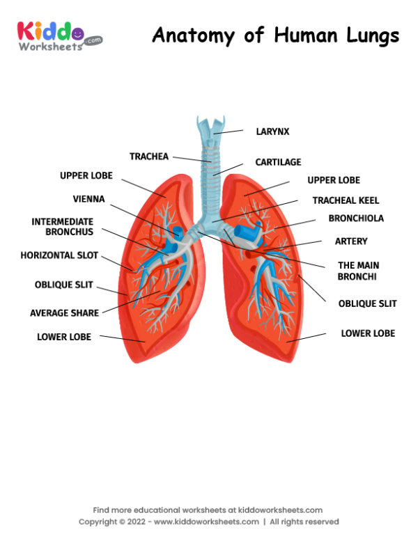 Labeled diagram of human lungs showing bronchus, alveoli, and trachea for fifth grade anatomy word scramble worksheet