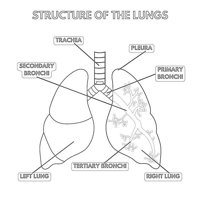 Labeled diagram of human lungs showing bronchus, trachea, and alveoli for fifth grade geometry worksheet activity