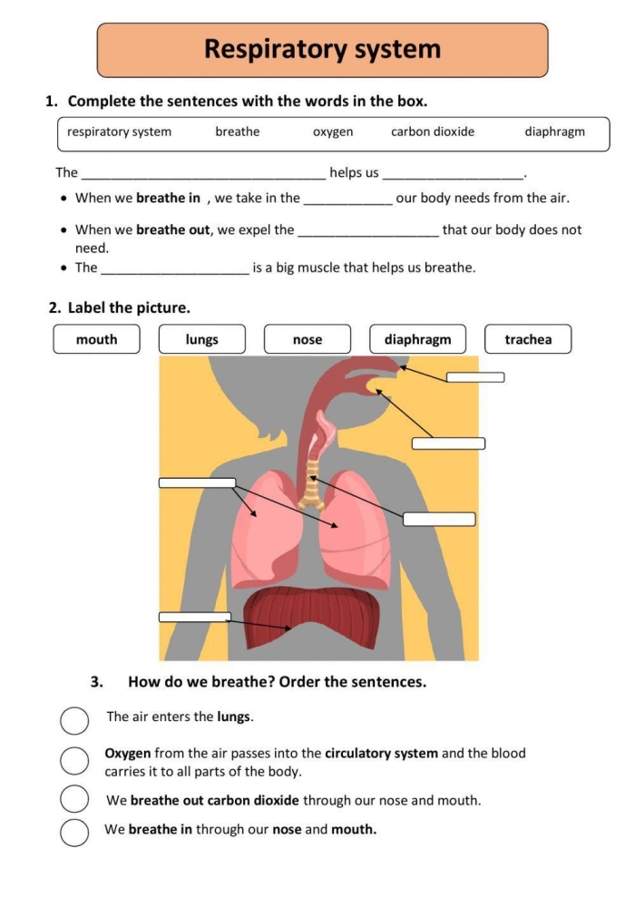 Labeled diagram of human lungs showing bronchi, alveoli, and trachea for fifth grade geometry worksheet activity