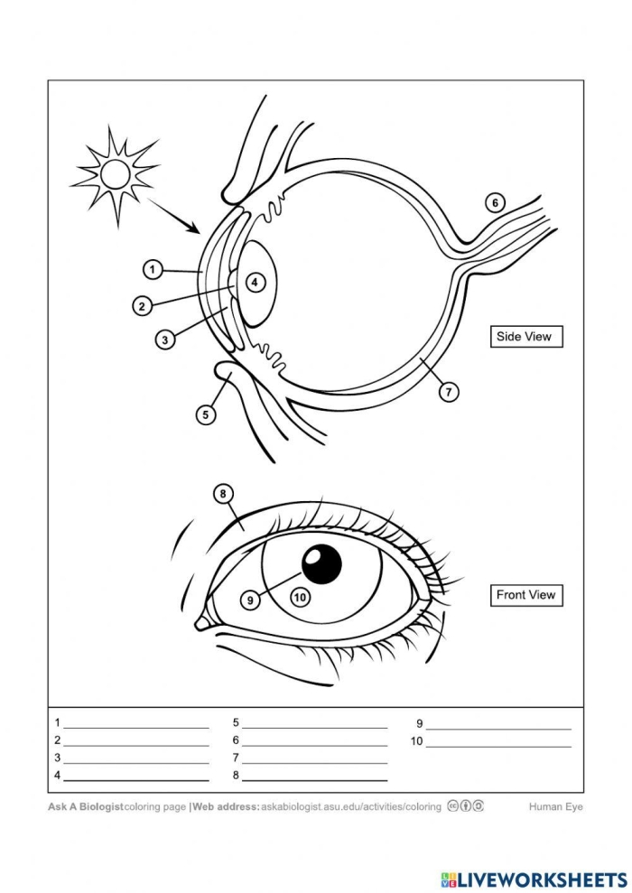 Labeled diagram of the human eye showing parts like the cornea, lens, and retina for fourth grade students learning about vision