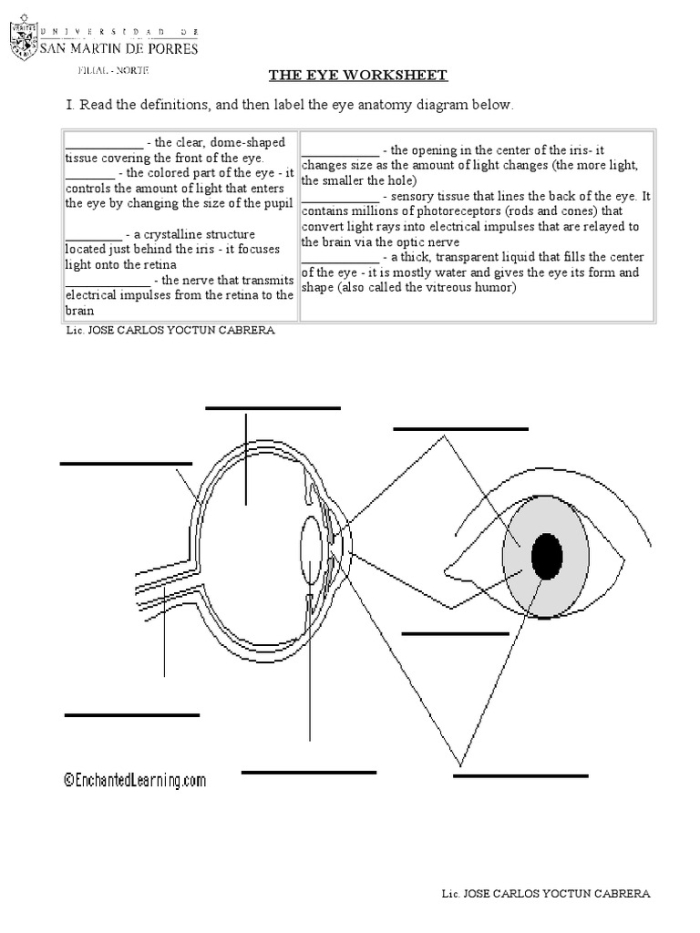 Labeled diagram of the human eye showing parts like cornea, lens, and retina for fourth grade students learning about vision