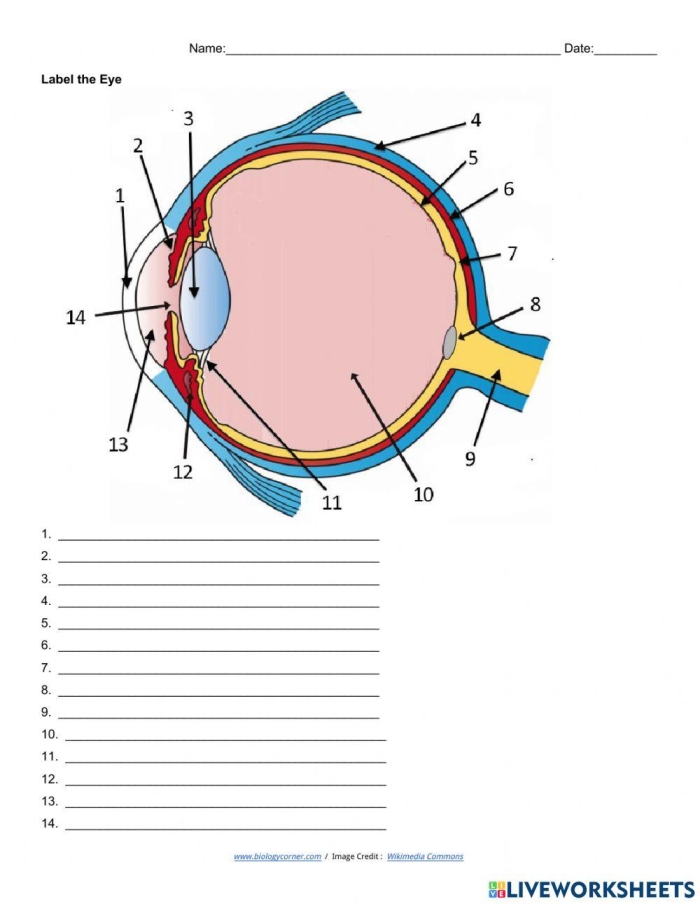 Labeled diagram of the human eye showing parts like the cornea, lens, and retina for fourth grade students learning about vision