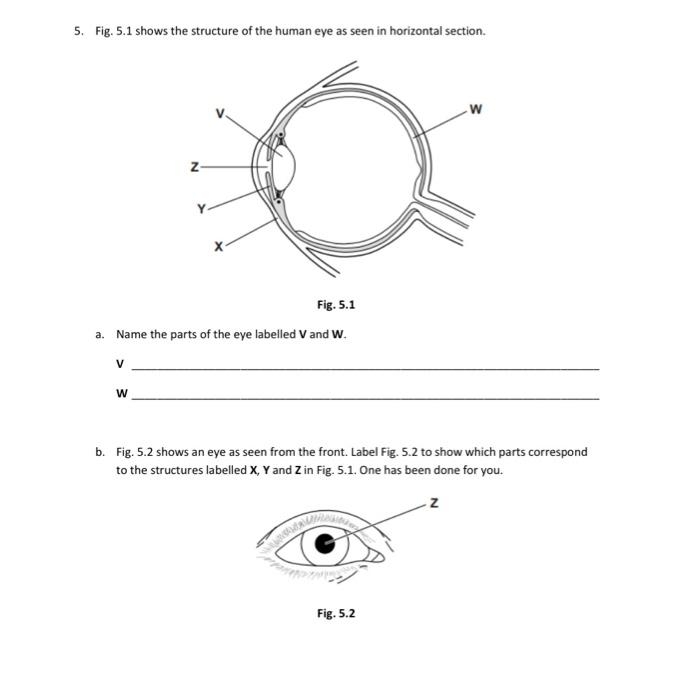 Labeled diagram of the human eye showing parts like the pupil, iris, lens, and retina for fourth grade students learning about vision