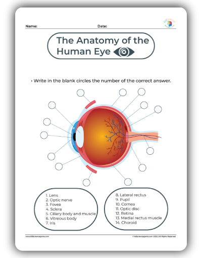 Labeled diagram of the human eye showing parts like the cornea, iris, lens, and retina for fourth grade students learning about vision