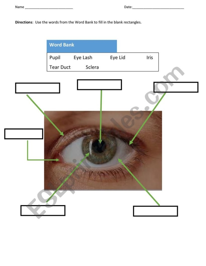 Simple human eye diagram labeled with vocabulary words for fourth grade students learning about sight and vision